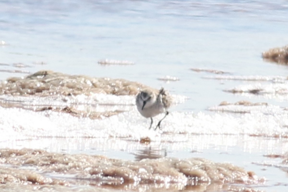 Zwergstrandläufer - ML646672555