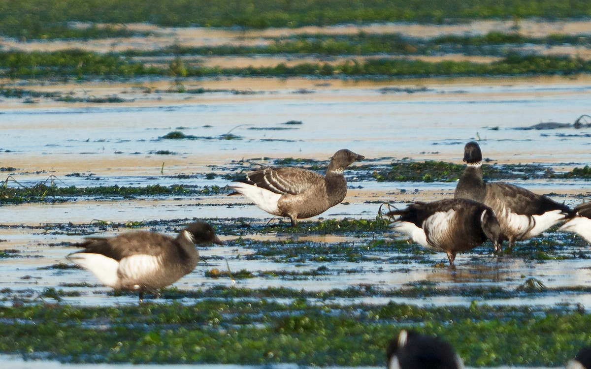 コクガン - ML646672557