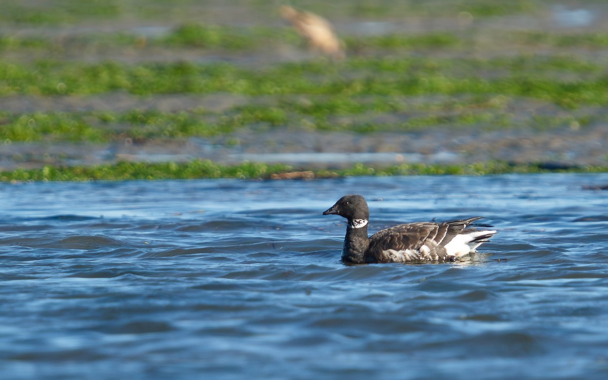 コクガン - ML646672558