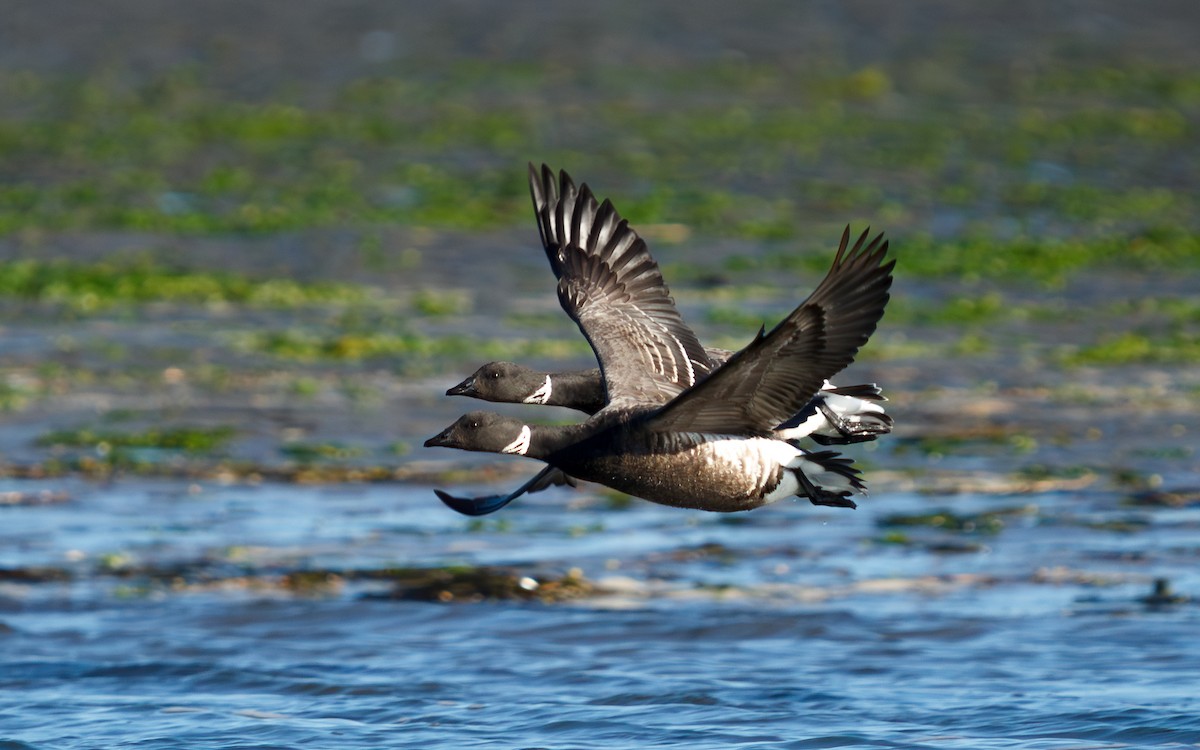 コクガン - ML646672559