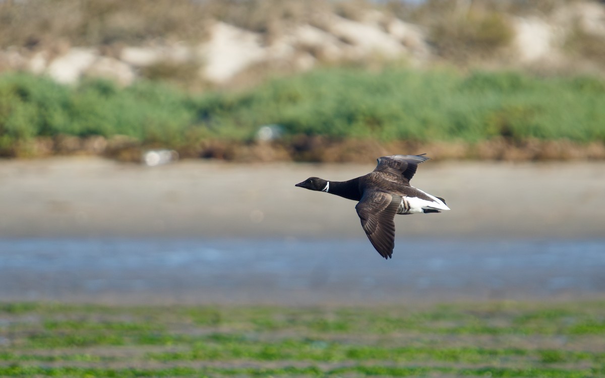 コクガン - ML646672561