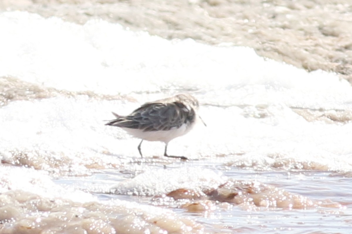 Zwergstrandläufer - ML646672565