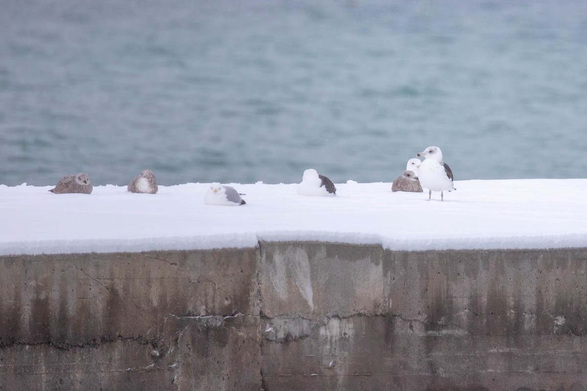 Great Black-backed Gull - ML646672569