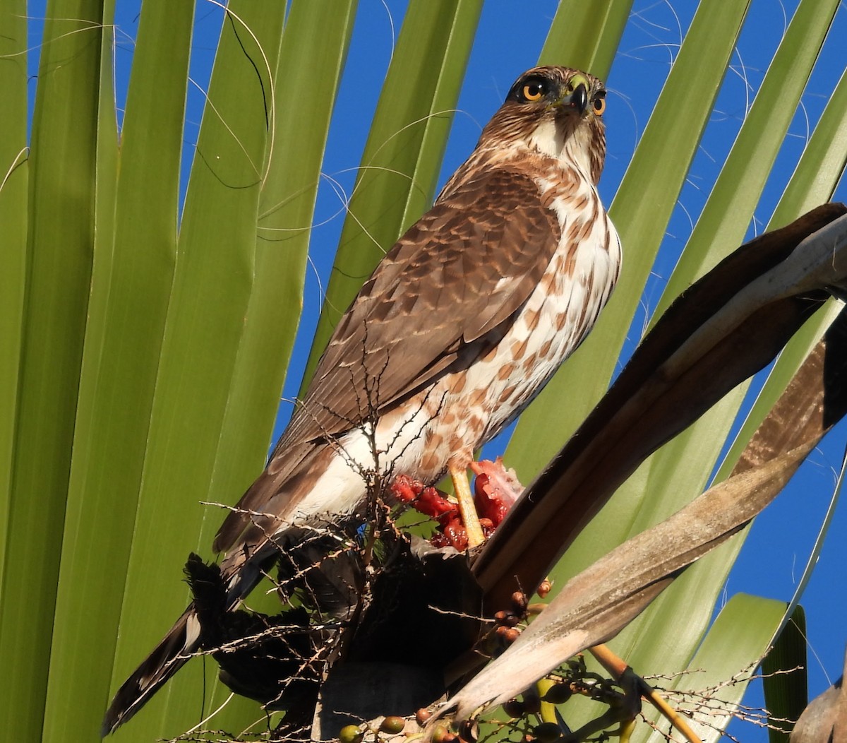 Cooper's Hawk - ML646672570