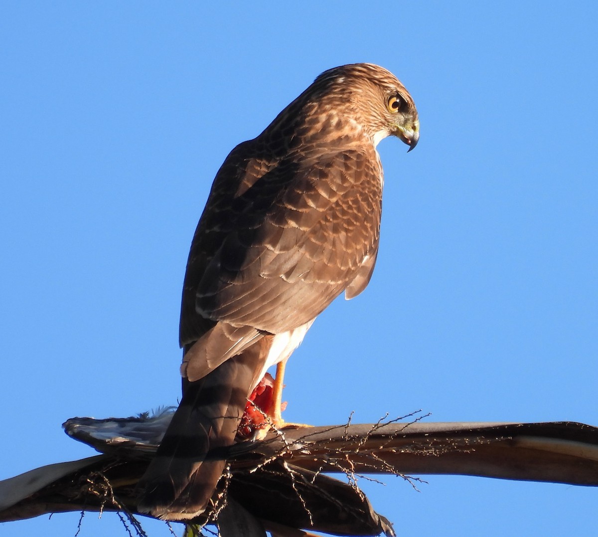Cooper's Hawk - ML646672571