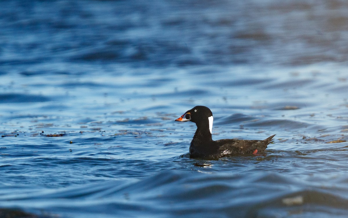 アラナミキンクロ - ML646672572