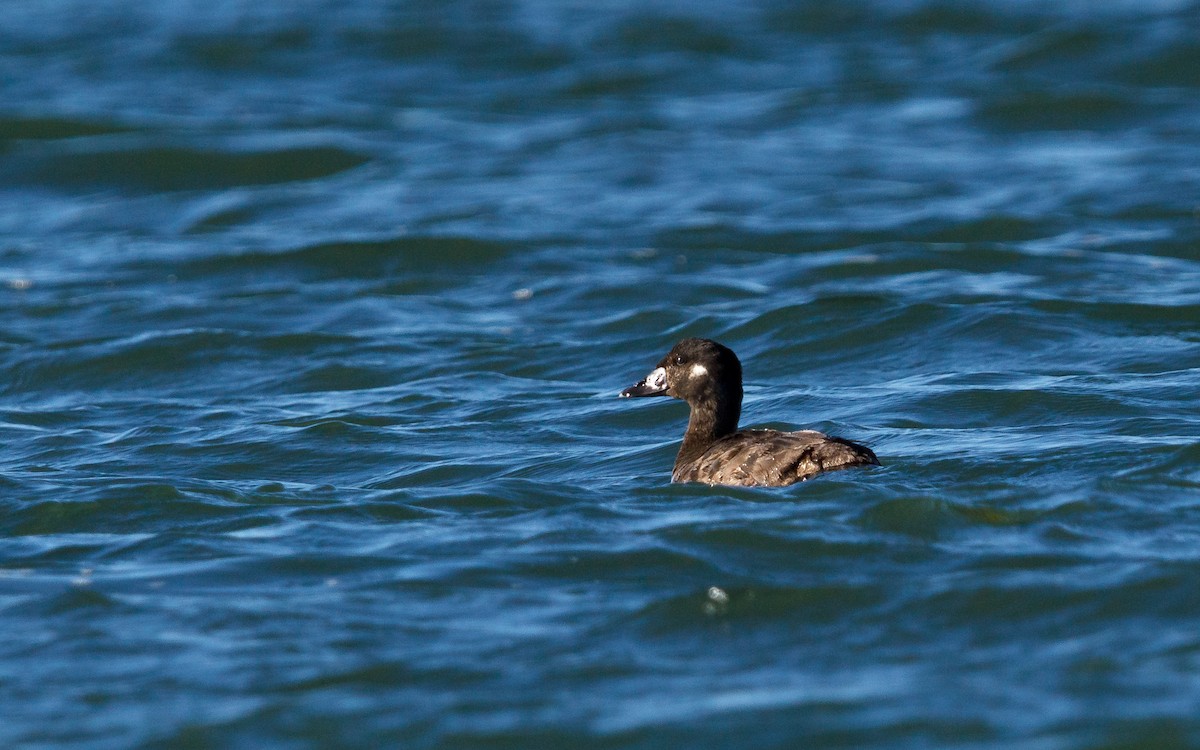 アラナミキンクロ - ML646672573