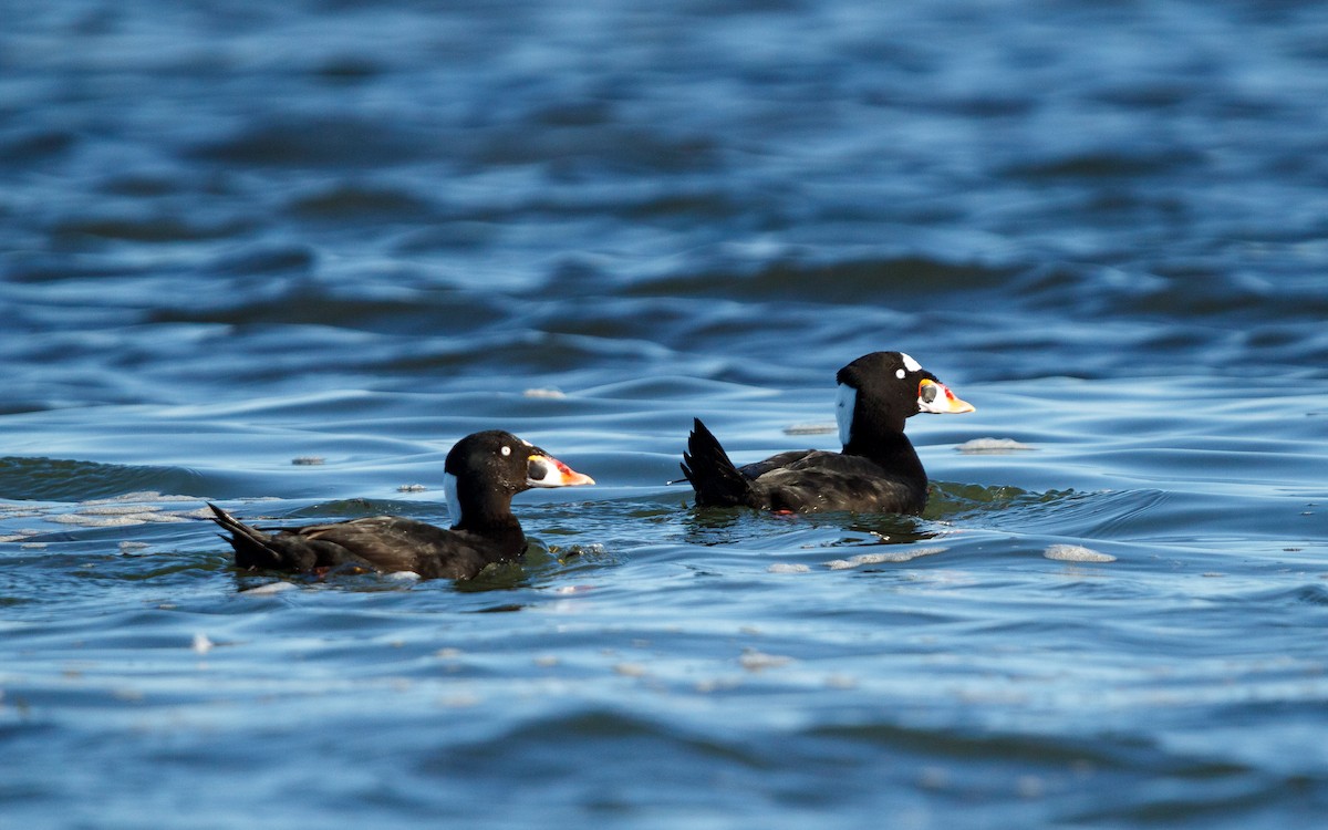 アラナミキンクロ - ML646672574