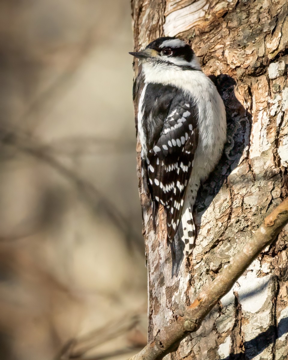 Downy Woodpecker - ML646672579