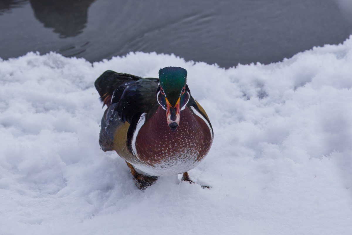 Brautente - ML646672582