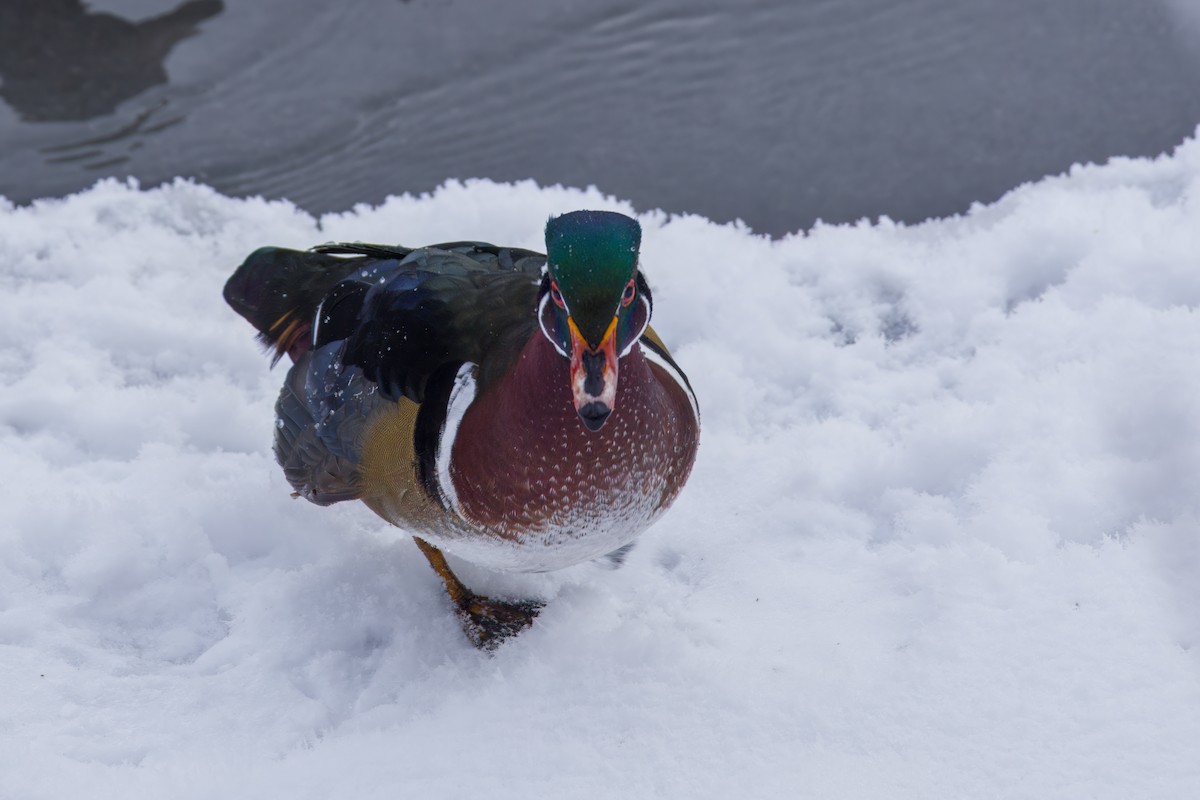 Brautente - ML646672583