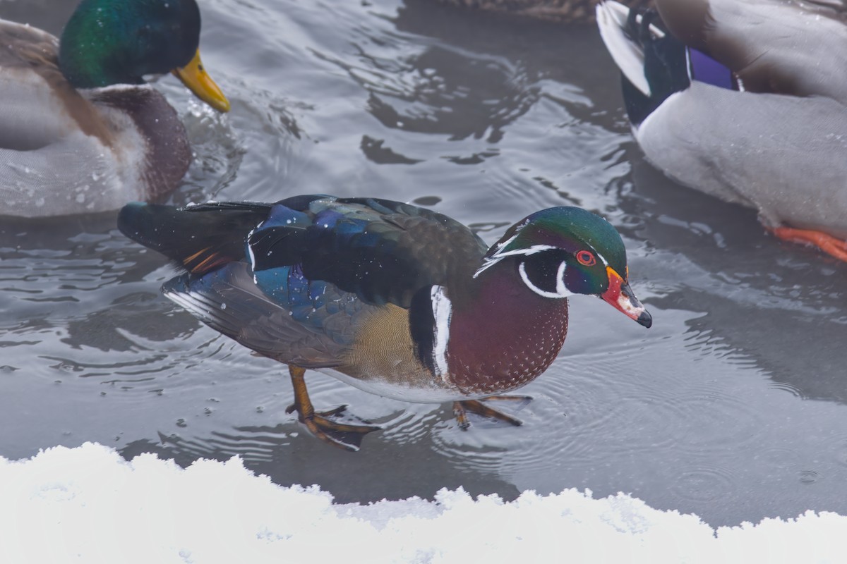 Brautente - ML646672584