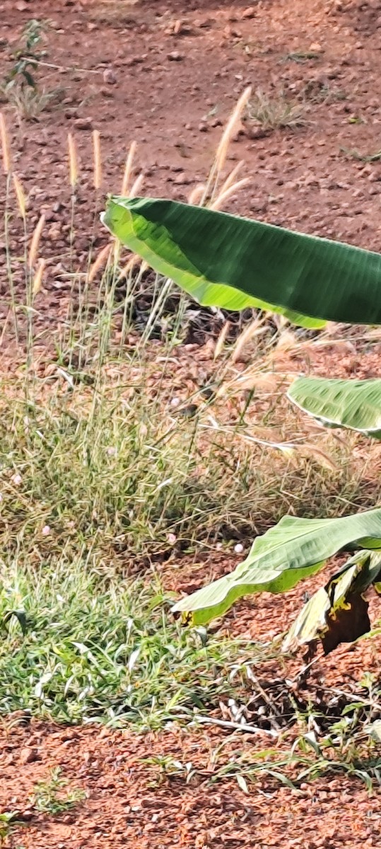 Scaly-breasted Munia - ML646672588