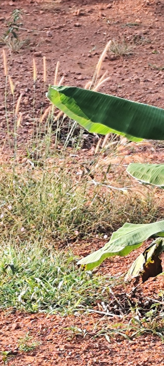 Scaly-breasted Munia - ML646672589