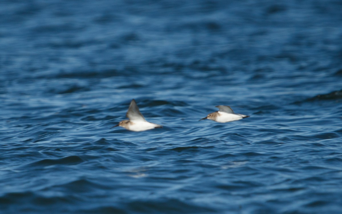 ハマシギ - ML646672593