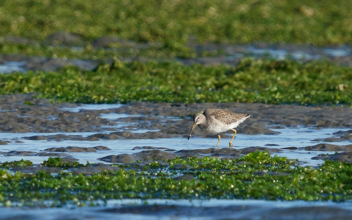 アメリカオオハシシギ - ML646672594