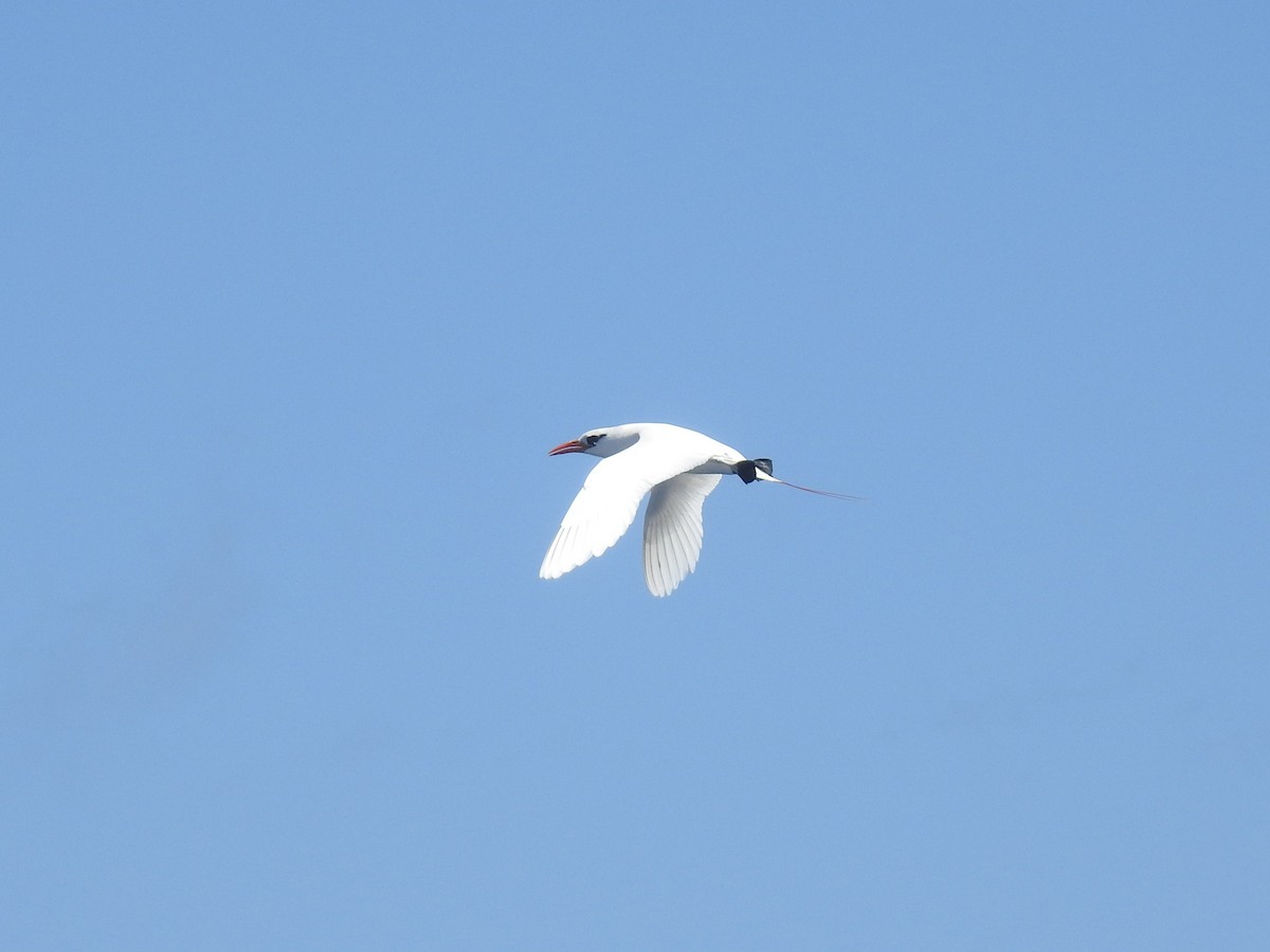 Фаетон червонохвостий - ML646672598