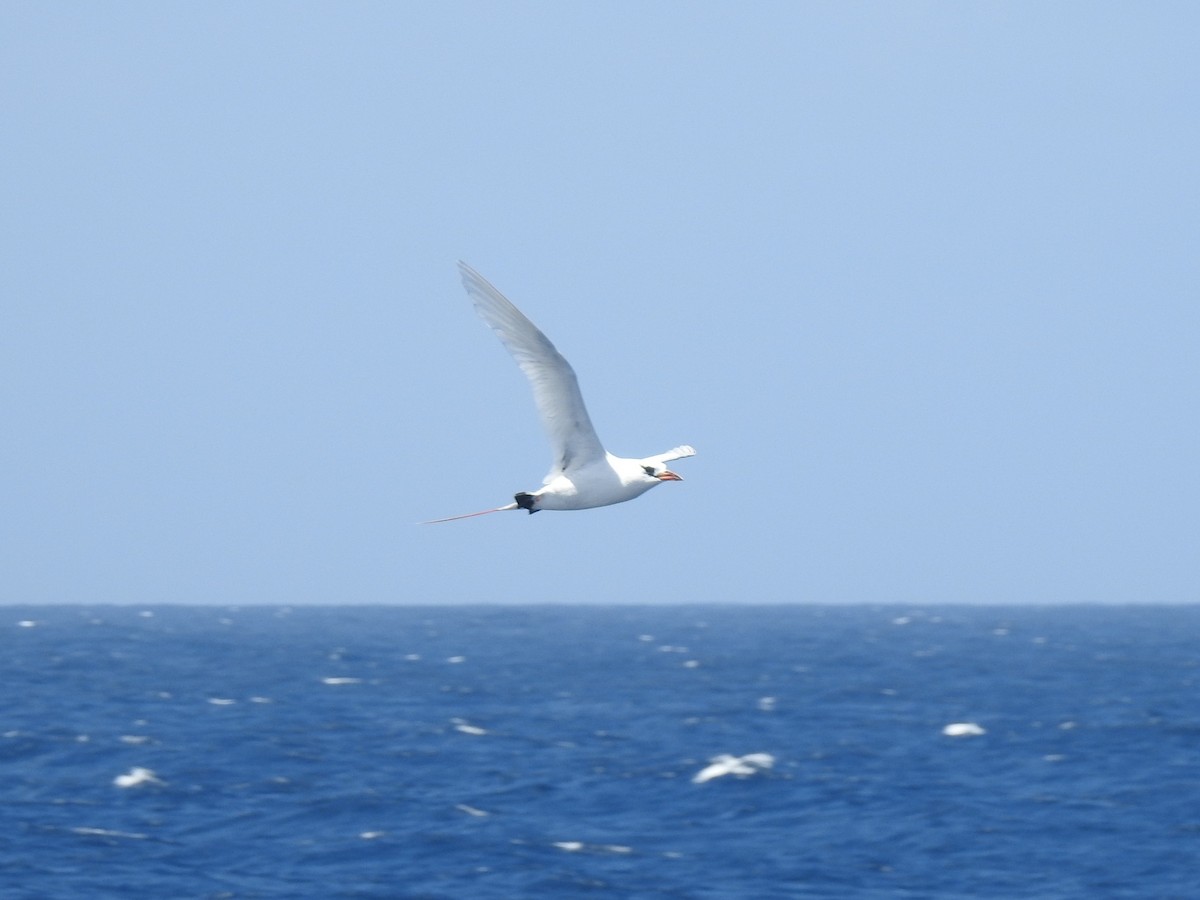 Фаетон червонохвостий - ML646672599