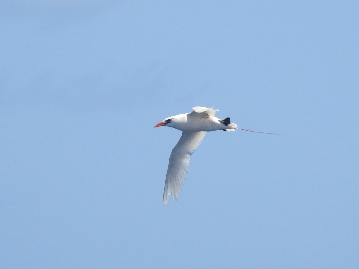 Фаетон червонохвостий - ML646672600