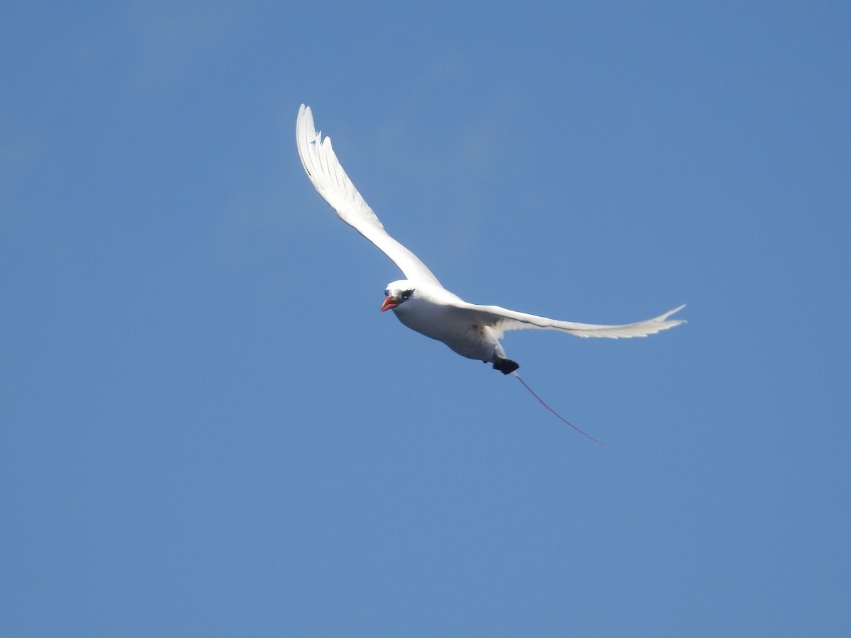 Фаетон червонохвостий - ML646672601