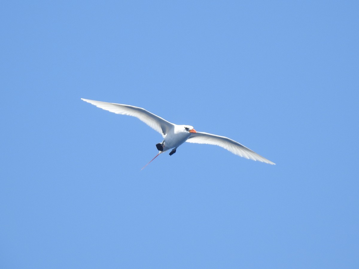 Фаетон червонохвостий - ML646672602