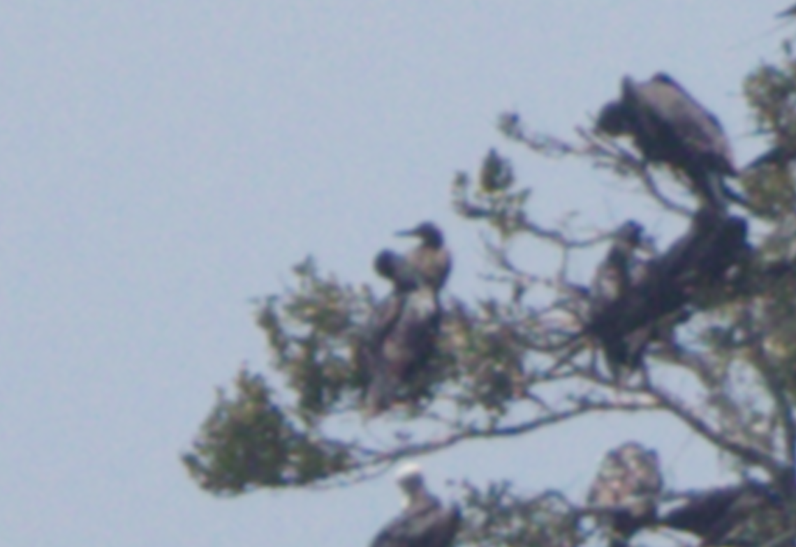 紅腳鰹鳥 - ML646672603