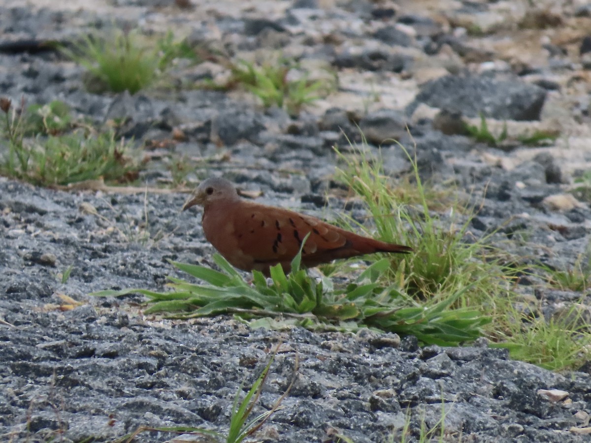 Ruddy Ground Dove - ML646672605