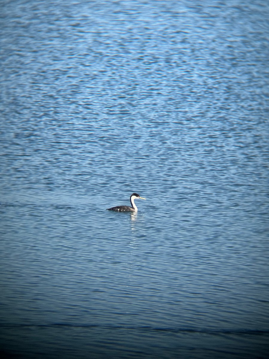 Western Grebe - ML646672607