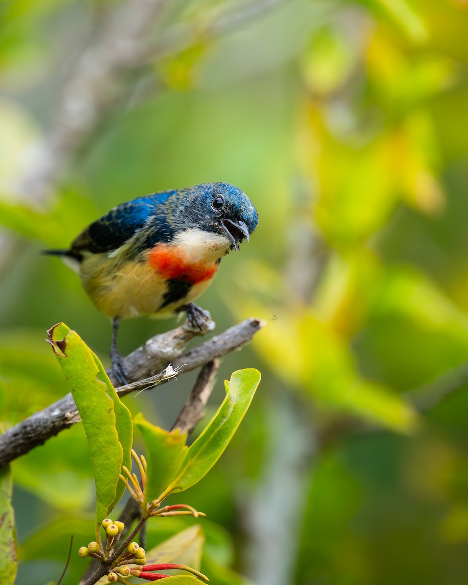 Fire-breasted Flowerpecker - ML646672608