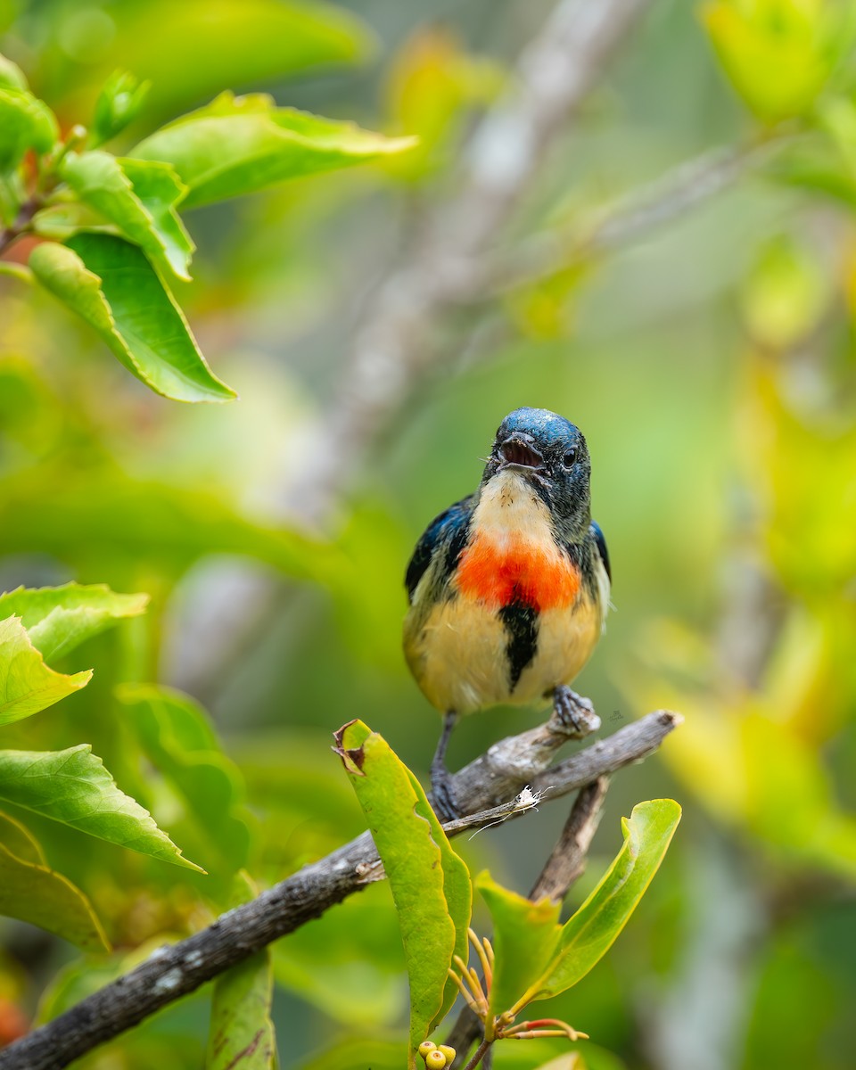 Fire-breasted Flowerpecker - ML646672609