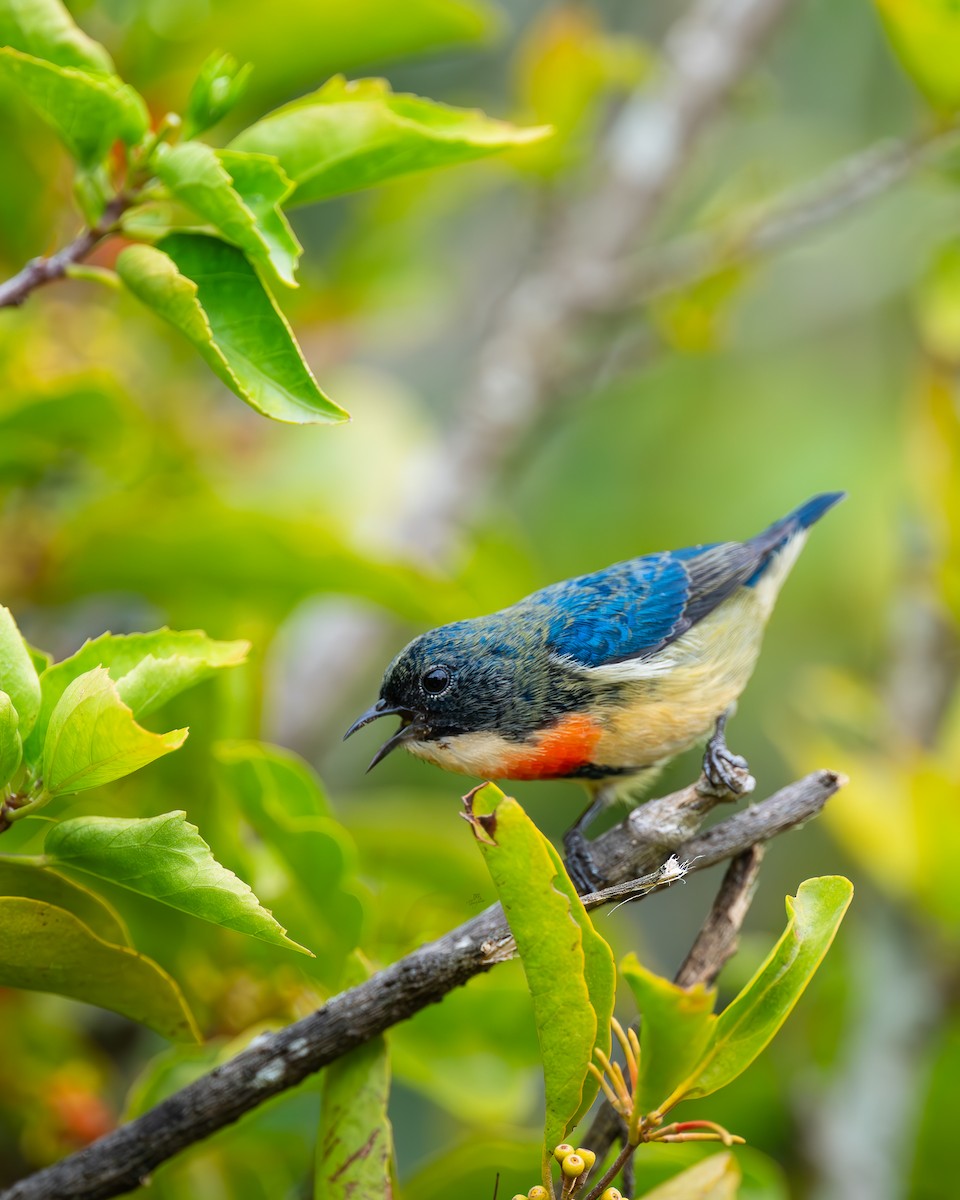 Fire-breasted Flowerpecker - ML646672610