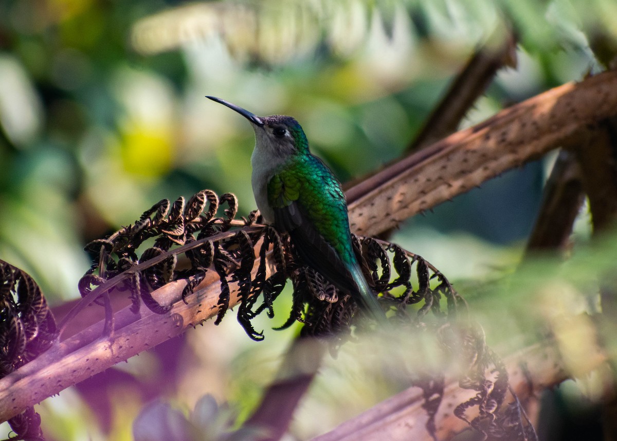 Wedge-tailed Sabrewing (Curve-winged) - ML646672611