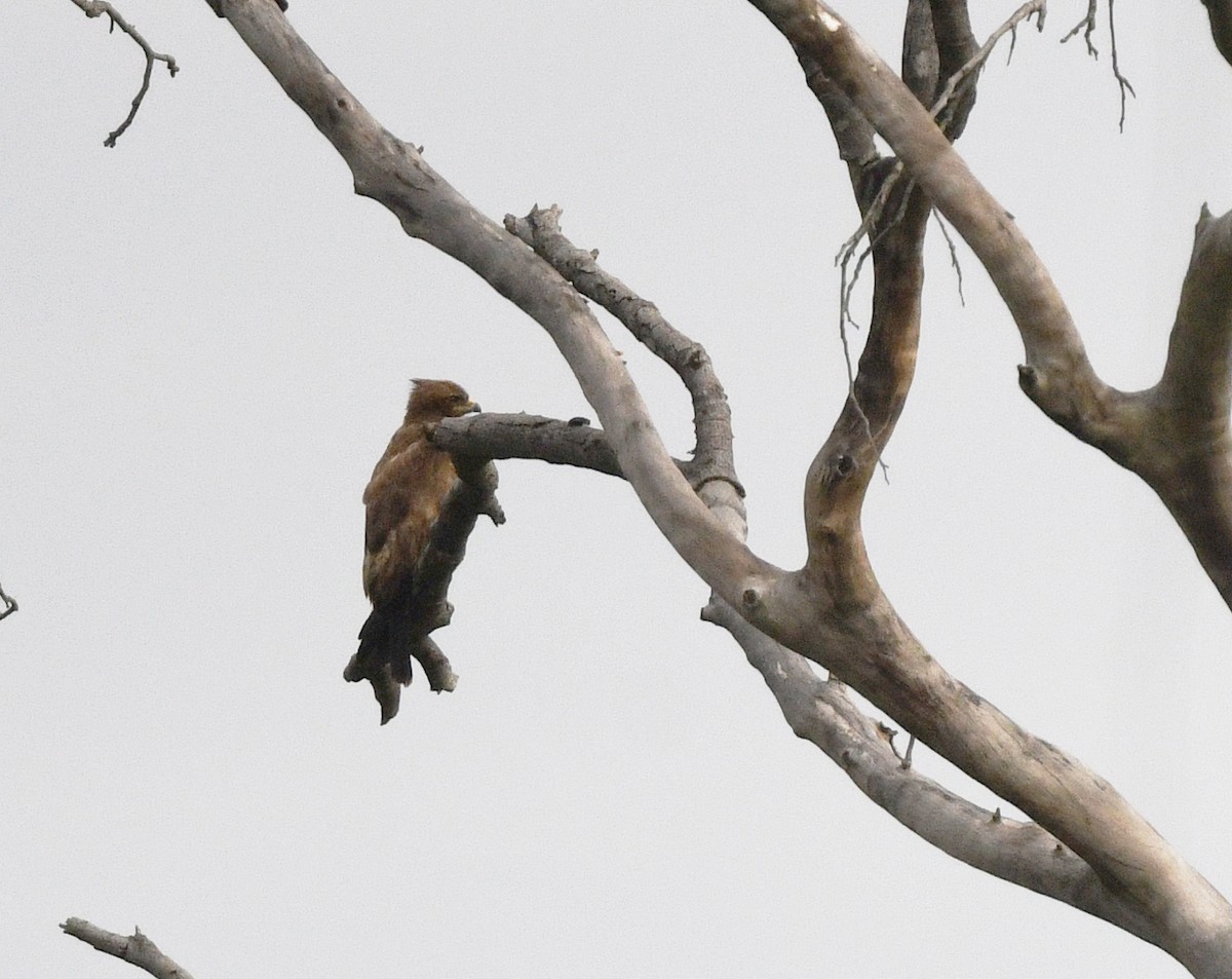 Wahlberg's Eagle - ML646672612