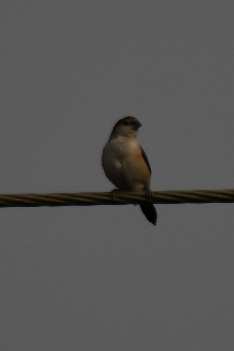 Indian Silverbill - ML646672613