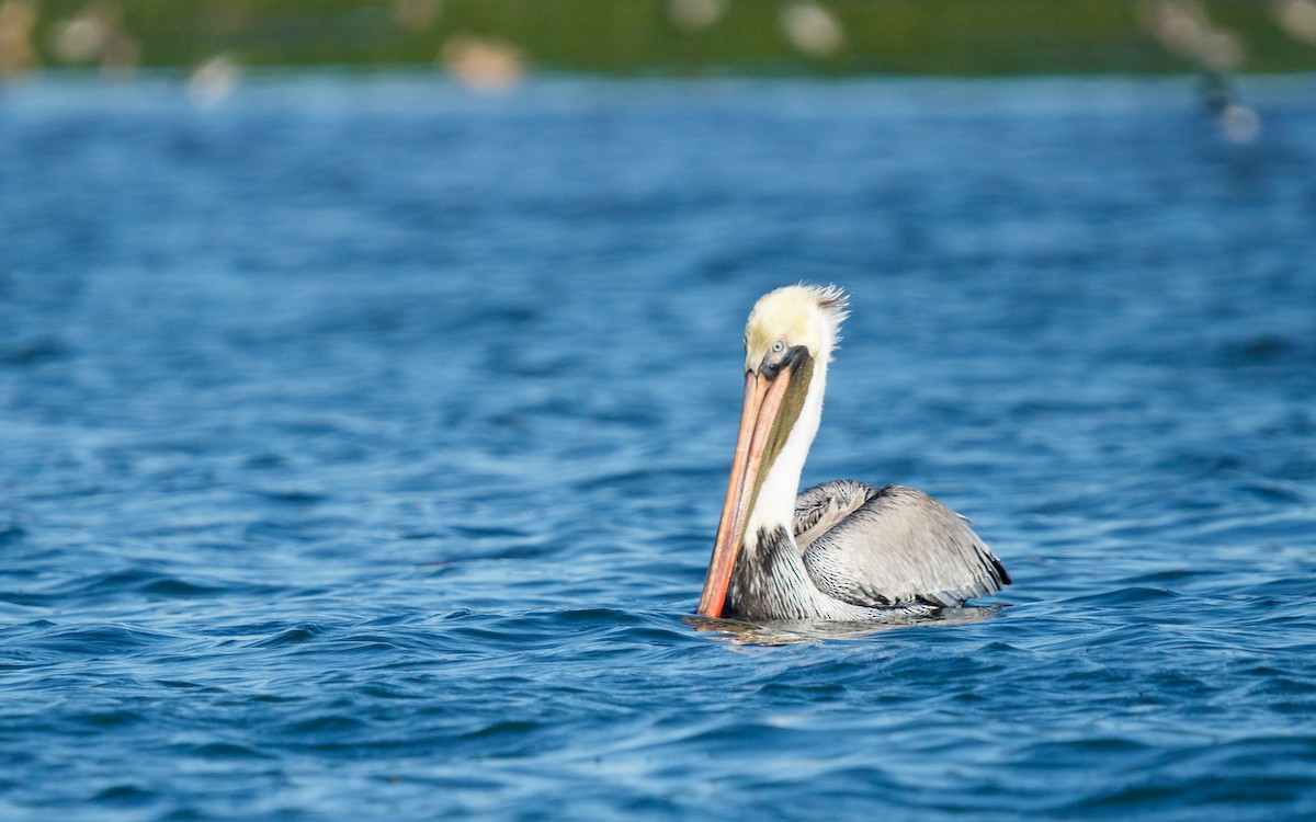 カッショクペリカン - ML646672614