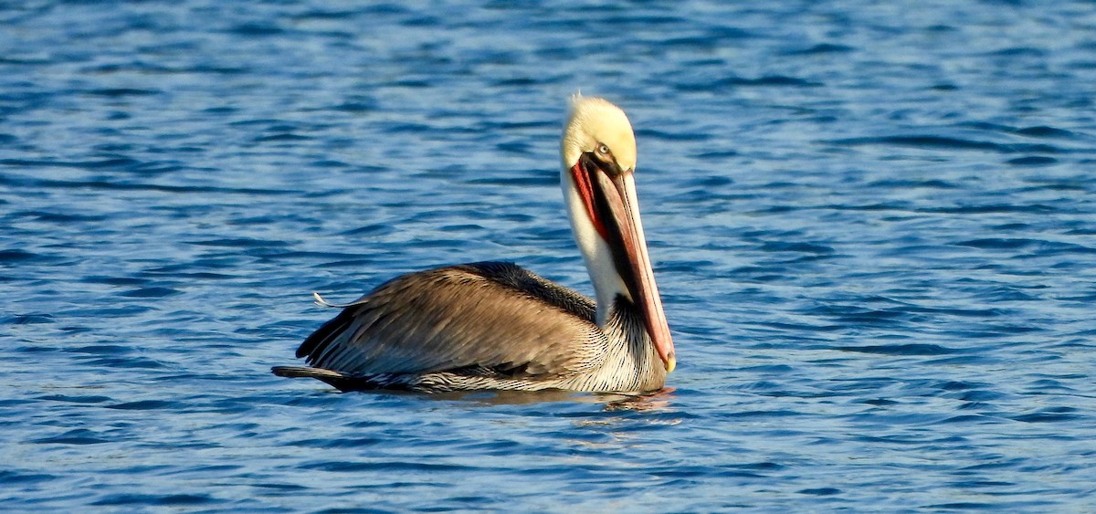 Пелікан бурий - ML646672615