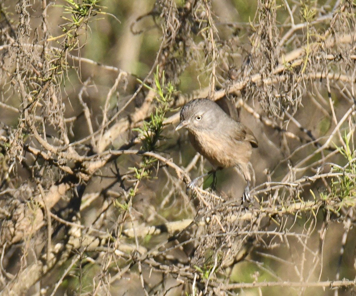 Cama brune - ML646672618