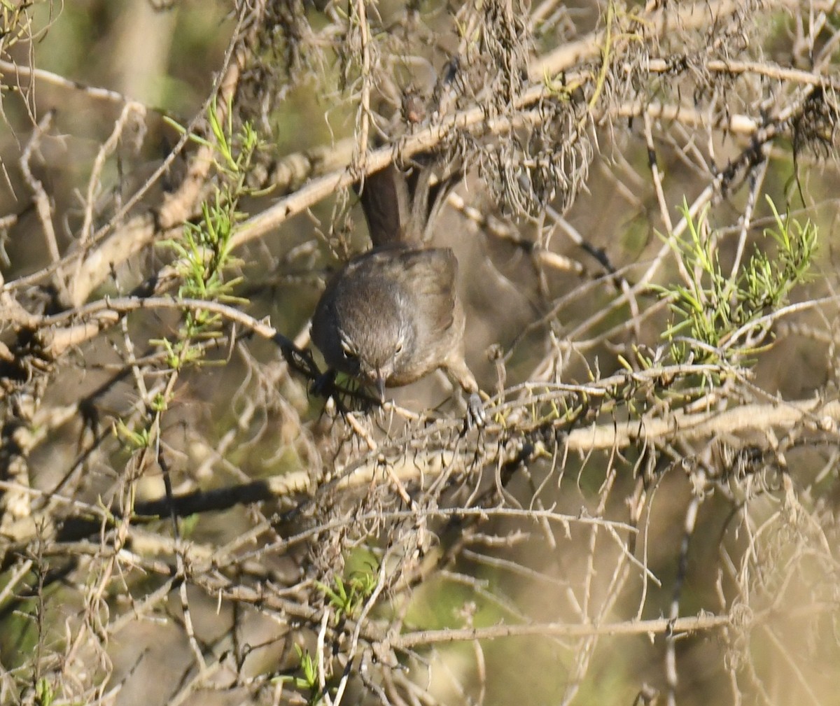 Cama brune - ML646672619