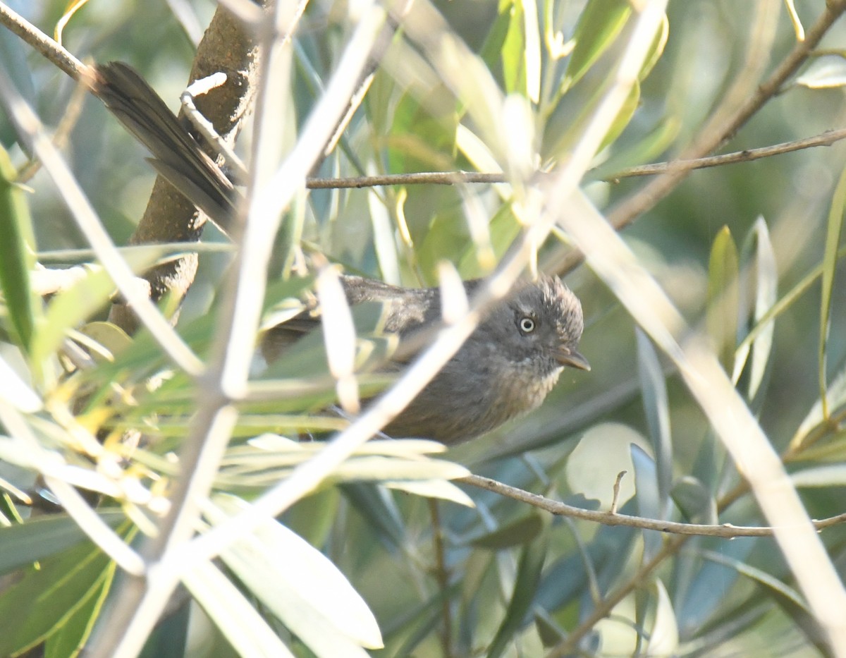 Cama brune - ML646672620