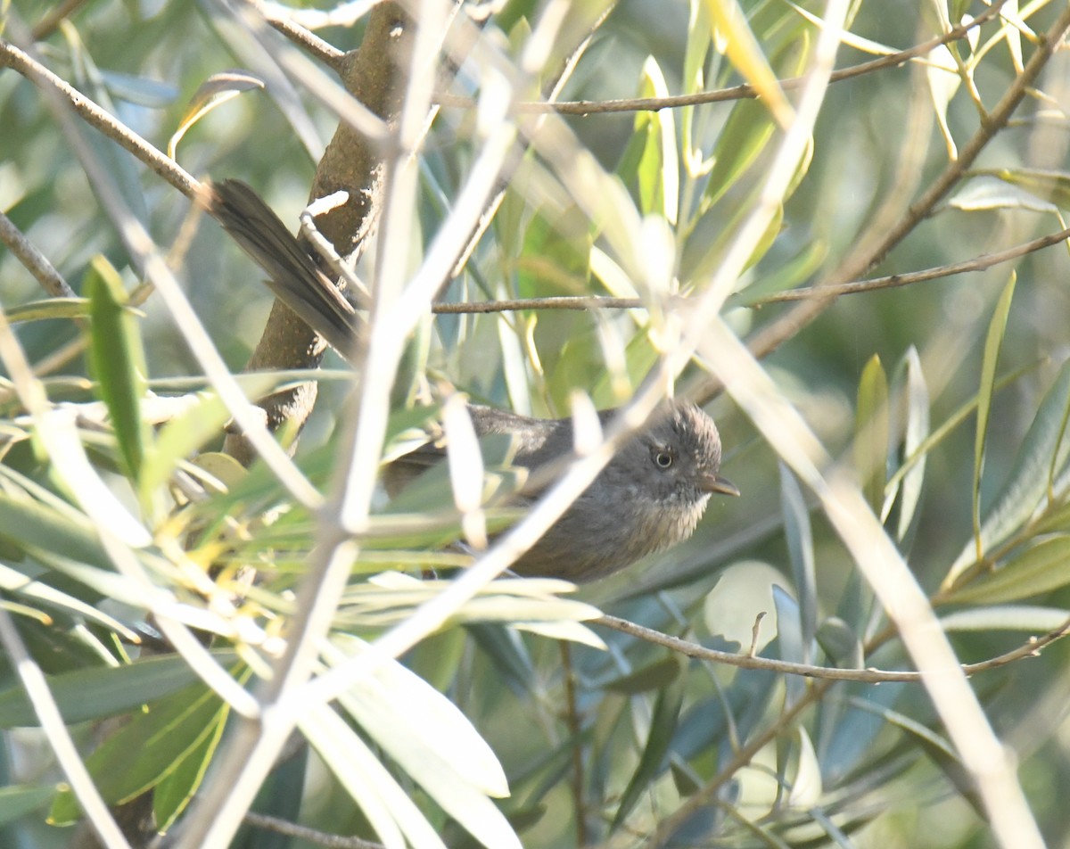 Cama brune - ML646672621