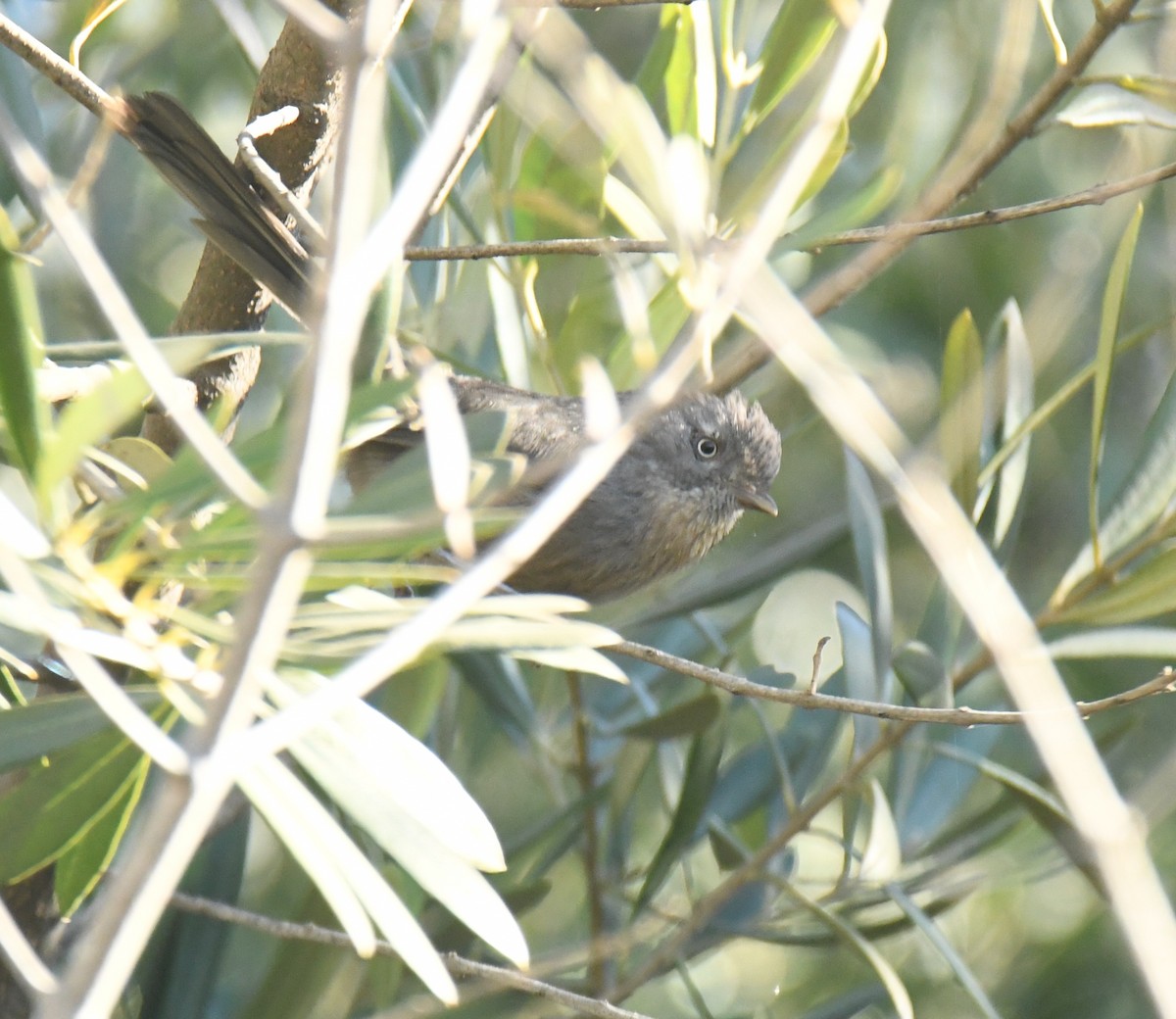 Cama brune - ML646672622