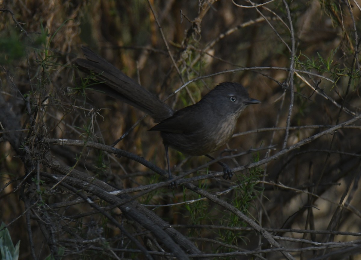 Cama brune - ML646672623