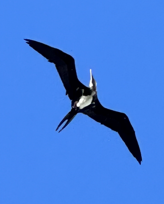 frigatebird sp. - ML646672625