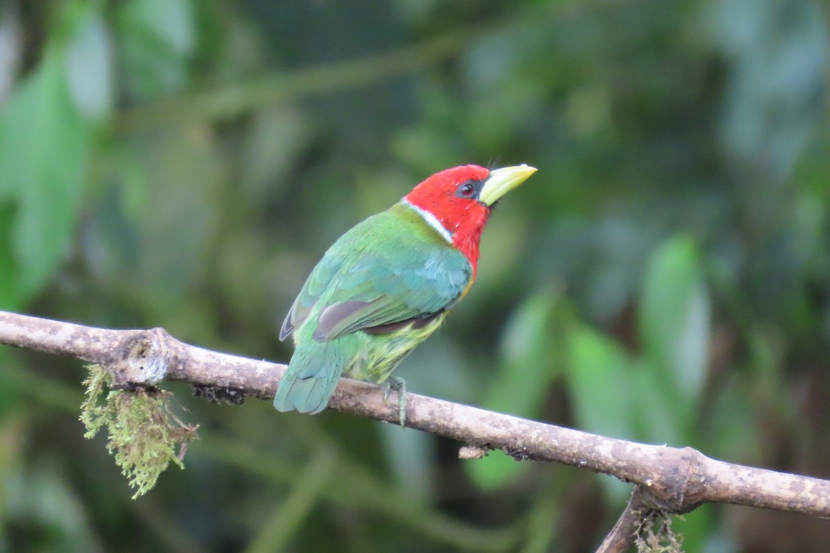 Red-headed Barbet - ML646672626