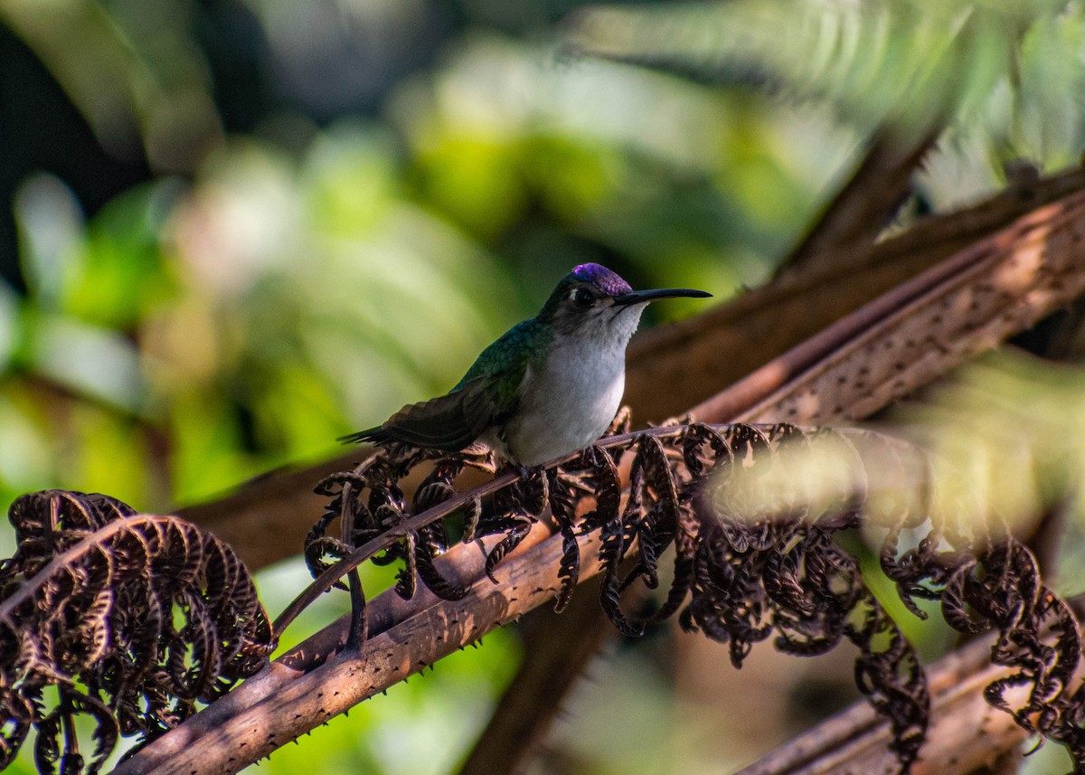 Wedge-tailed Sabrewing (Curve-winged) - ML646672627