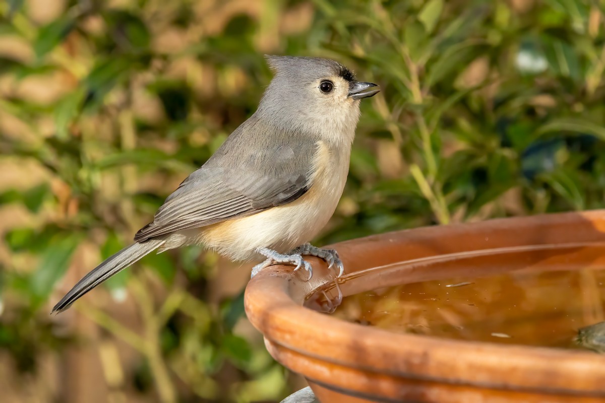 Tufted Titmouse - ML646672631