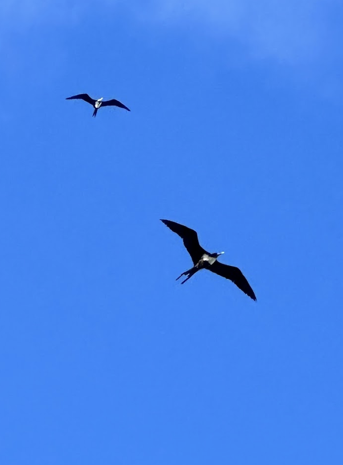 frigatebird sp. - ML646672633