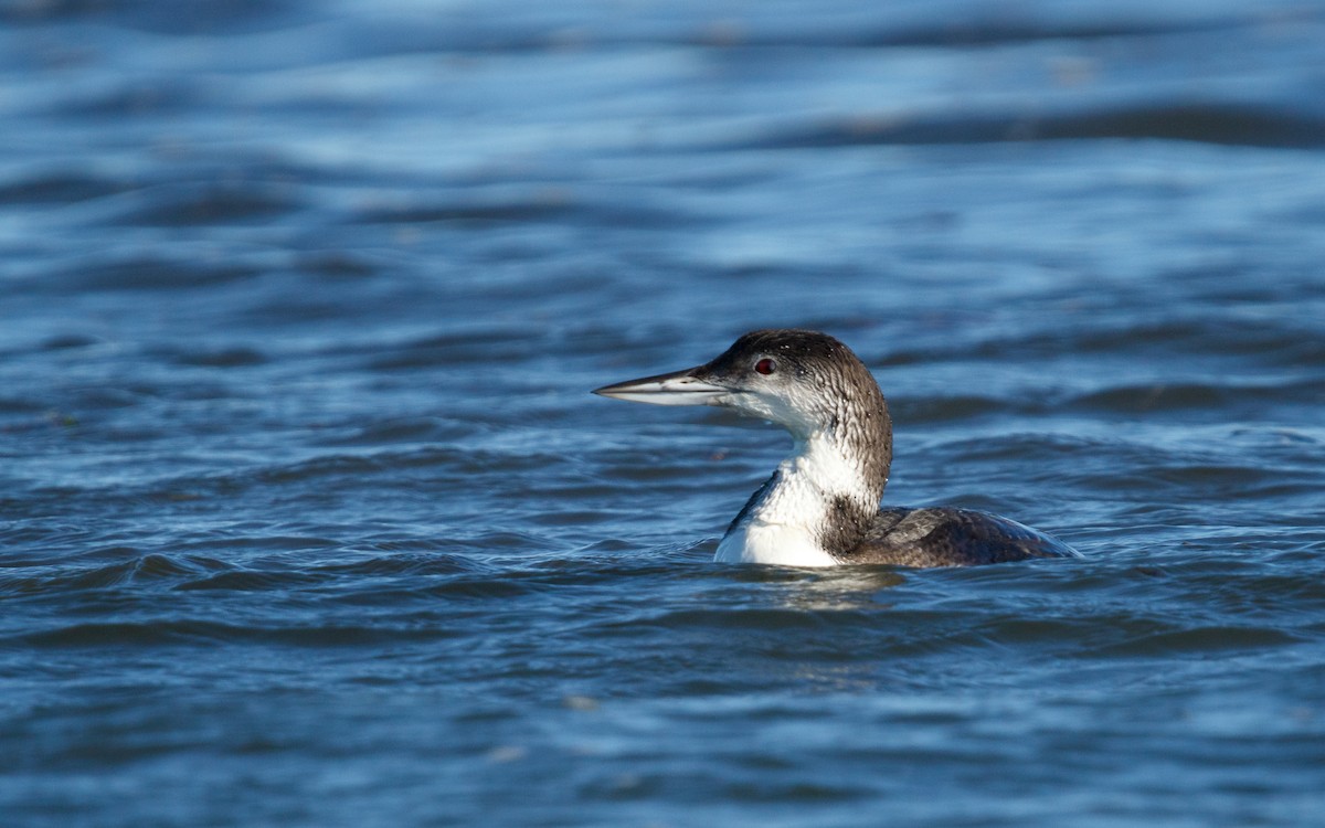 ハシグロアビ - ML646672638