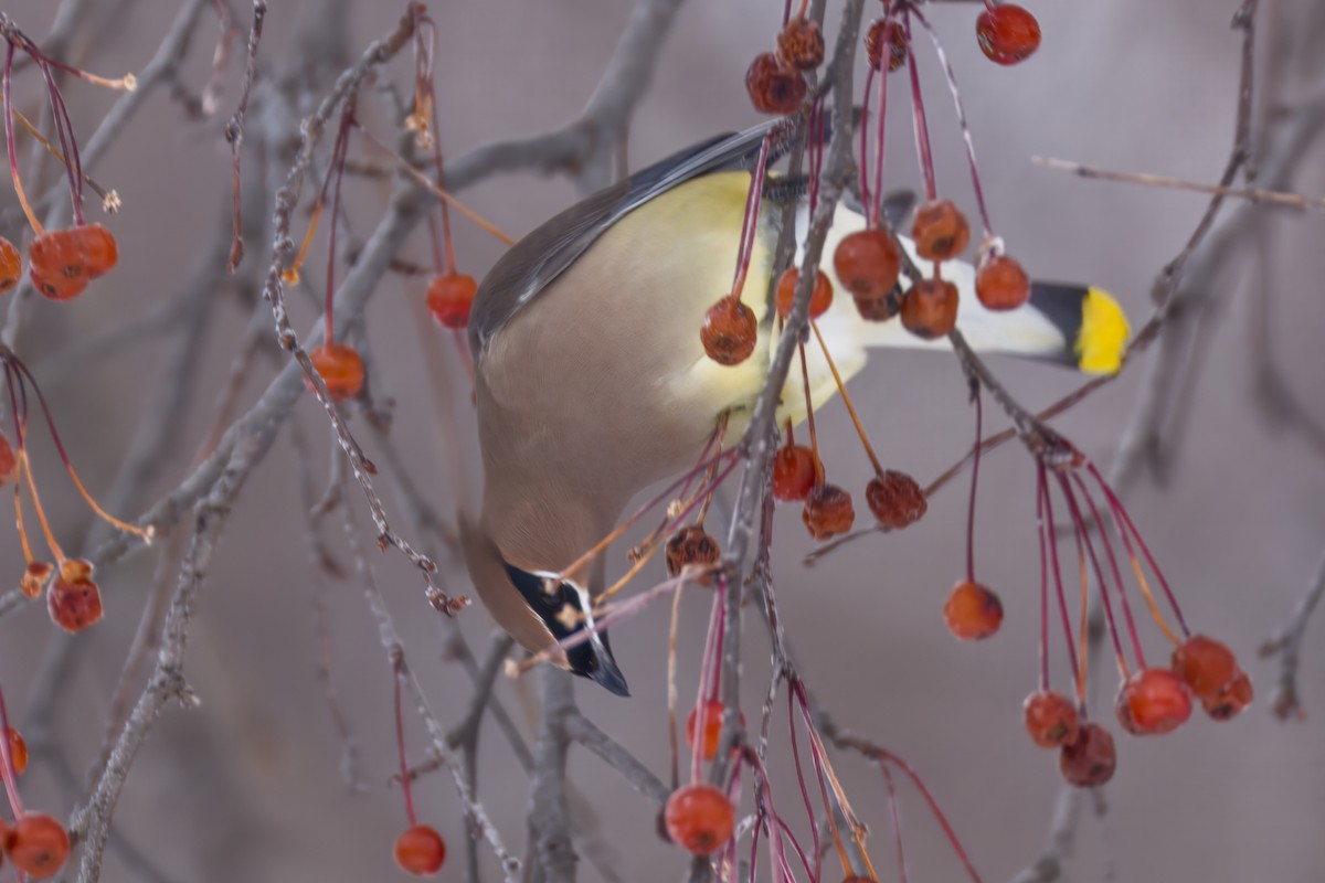 Zedernseidenschwanz - ML646672639