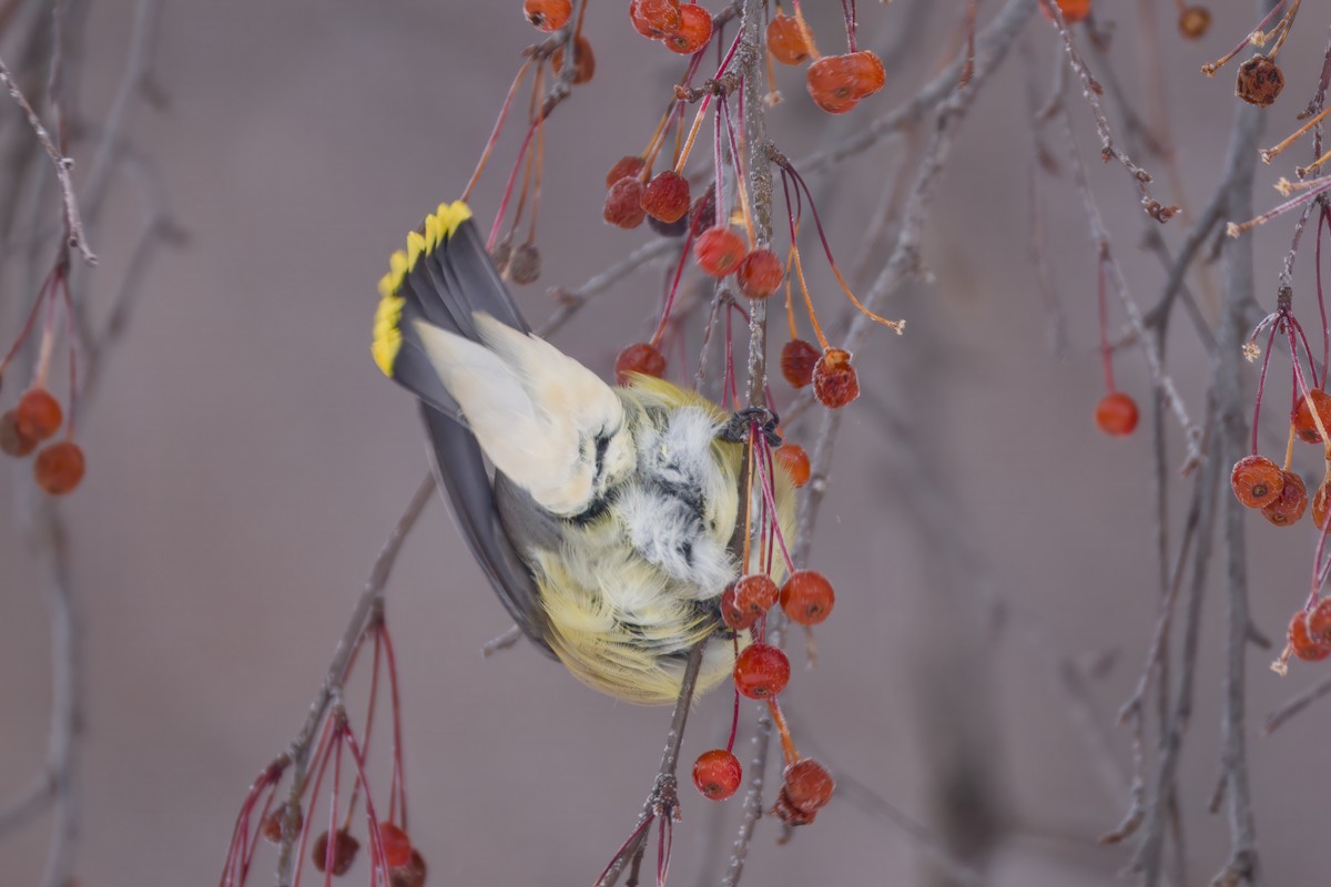 Zedernseidenschwanz - ML646672640